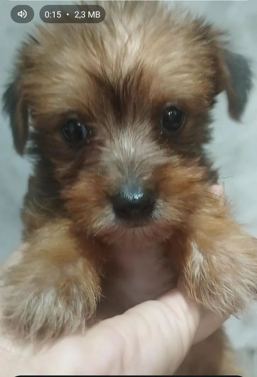 Doação de Yorkshire com pinscher 