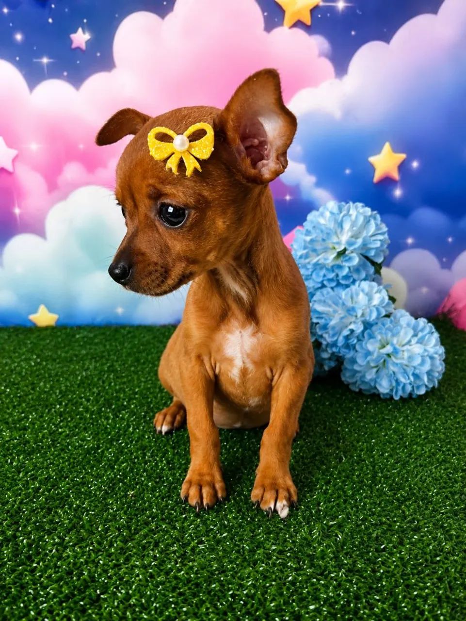 Filhotes de pinscher base  - Foto 2