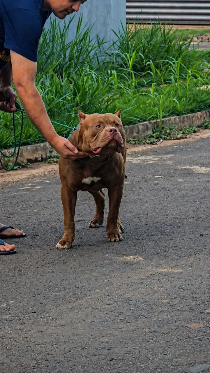 Pit the Massive Dog お値下げ不可 PIT MONSTER - Cachorros - Residencial Terra Morena, Campo Grande