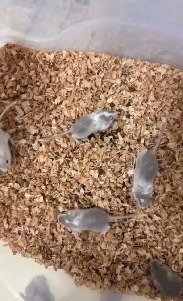 Filhotes GERBIL (esquilo da Mongólia) - Foto 2