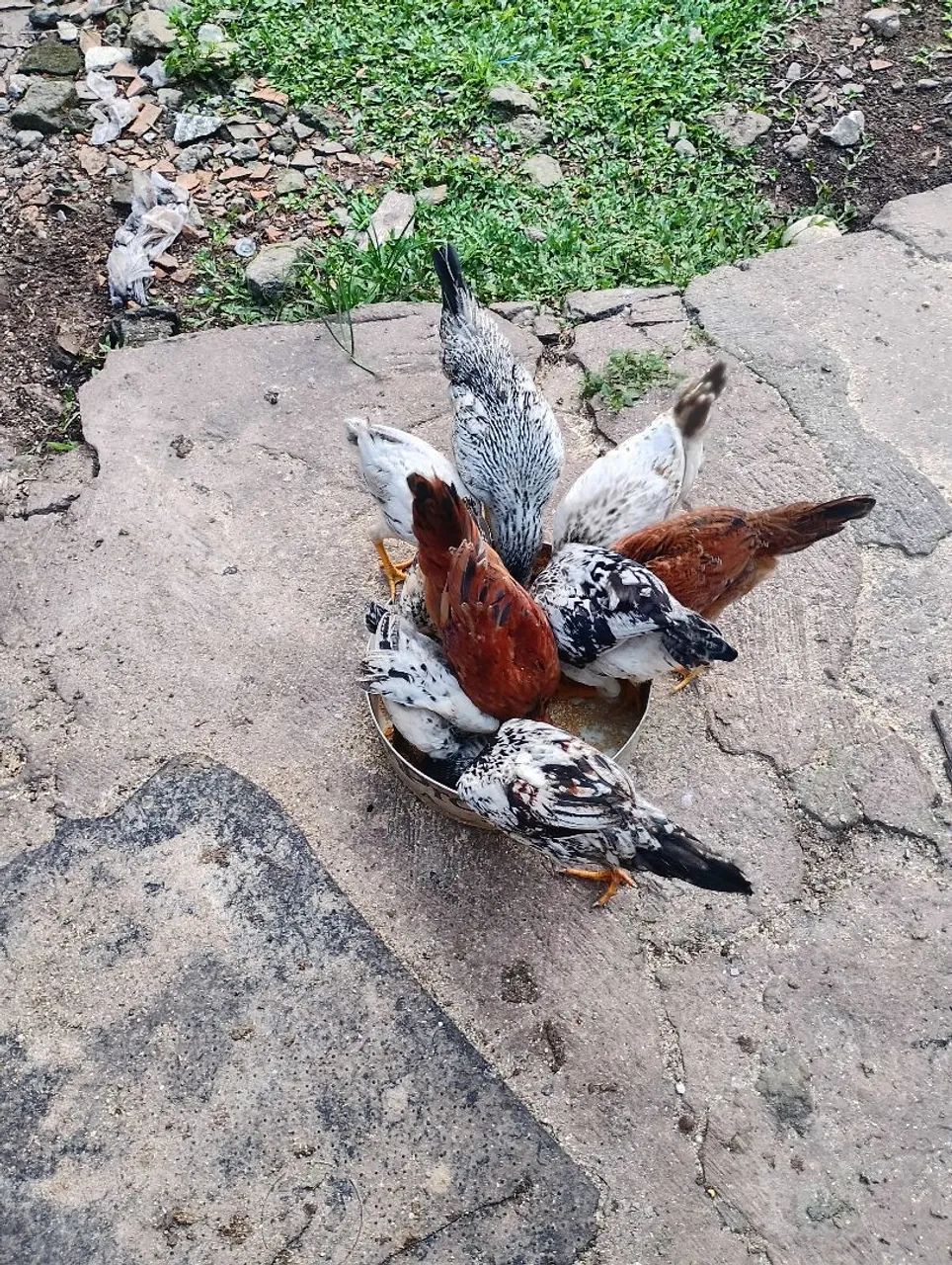 Frangos e pintos  - Foto 4