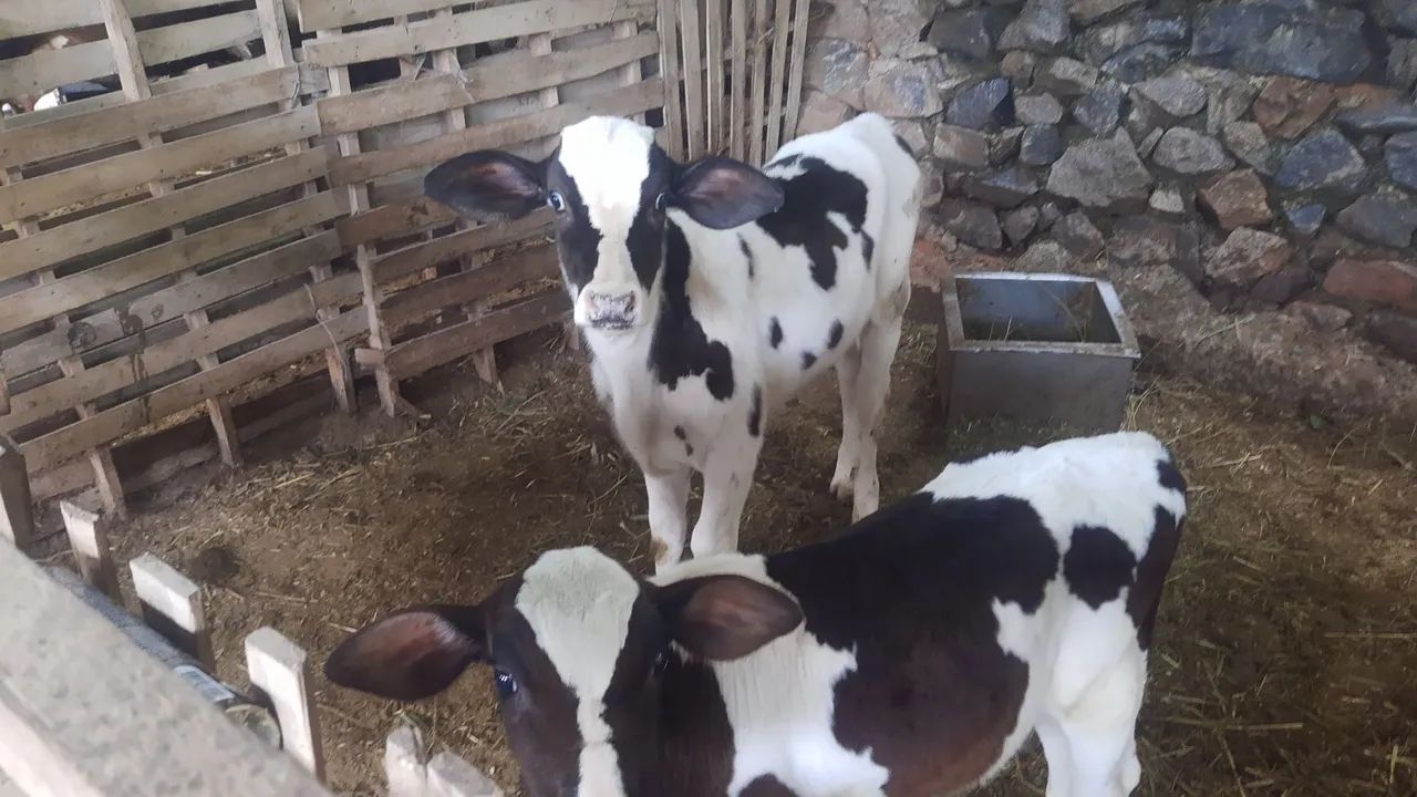 Vacas leitera  - Foto 5