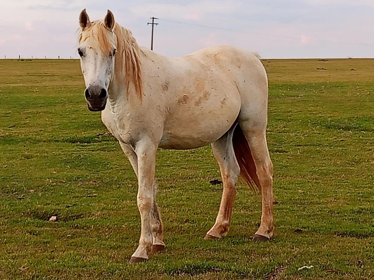 Vendo cavalo  - Foto 6
