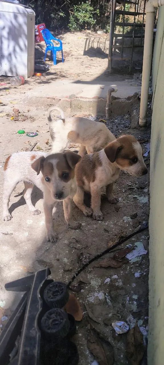 Doação de Cachorros  - Foto 5