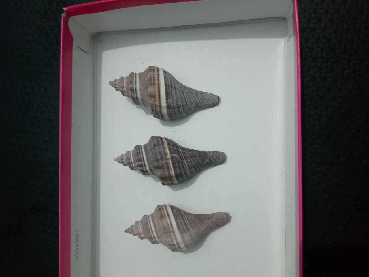 Kit 3 búzios maria-preta conchas de caramujo marinho  - Foto 2
