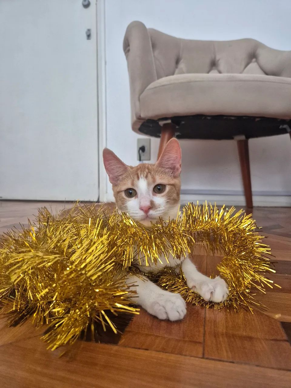 Gatinho macho para adoção RJ - Foto 3