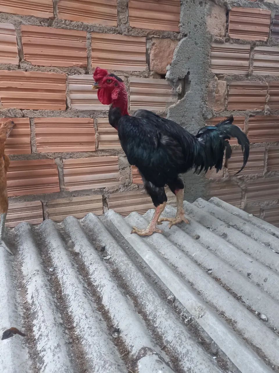 Galo polaco 