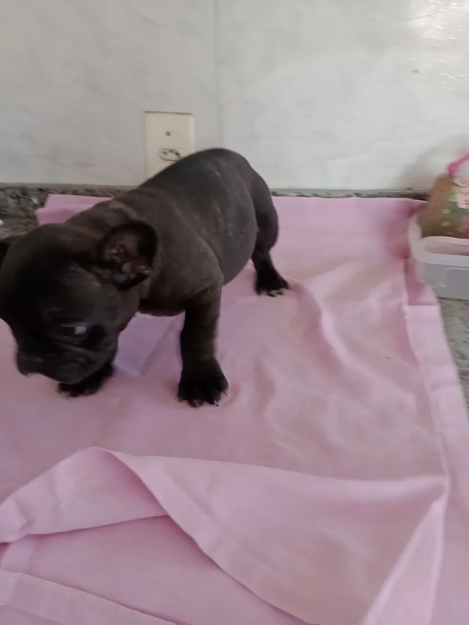 Vende se cães da raça buldogue francês  - Foto 5