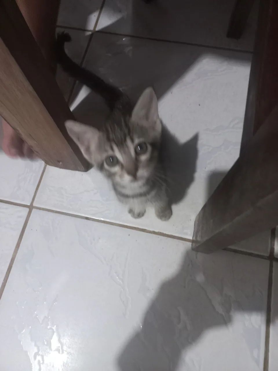 Gato - Foto 2