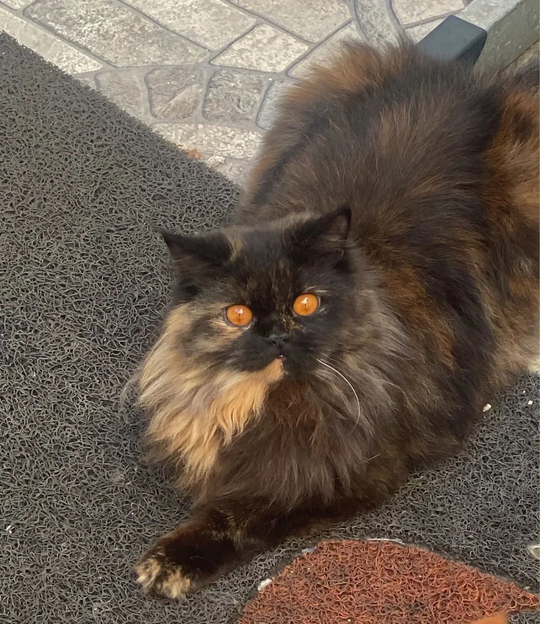 Gato Persa - Foto 2