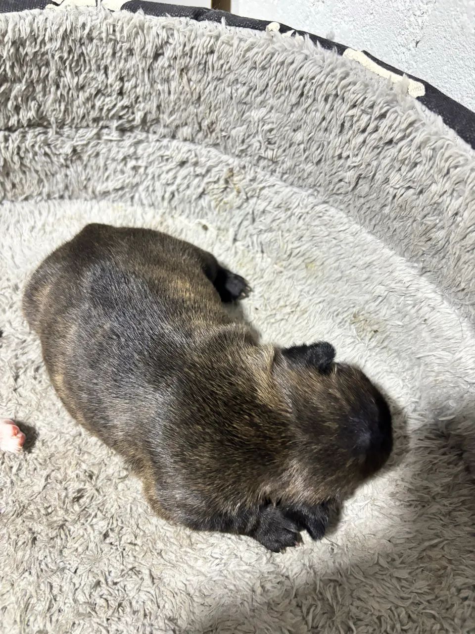 Vendo buldogue francês- fêmea  - Foto 2