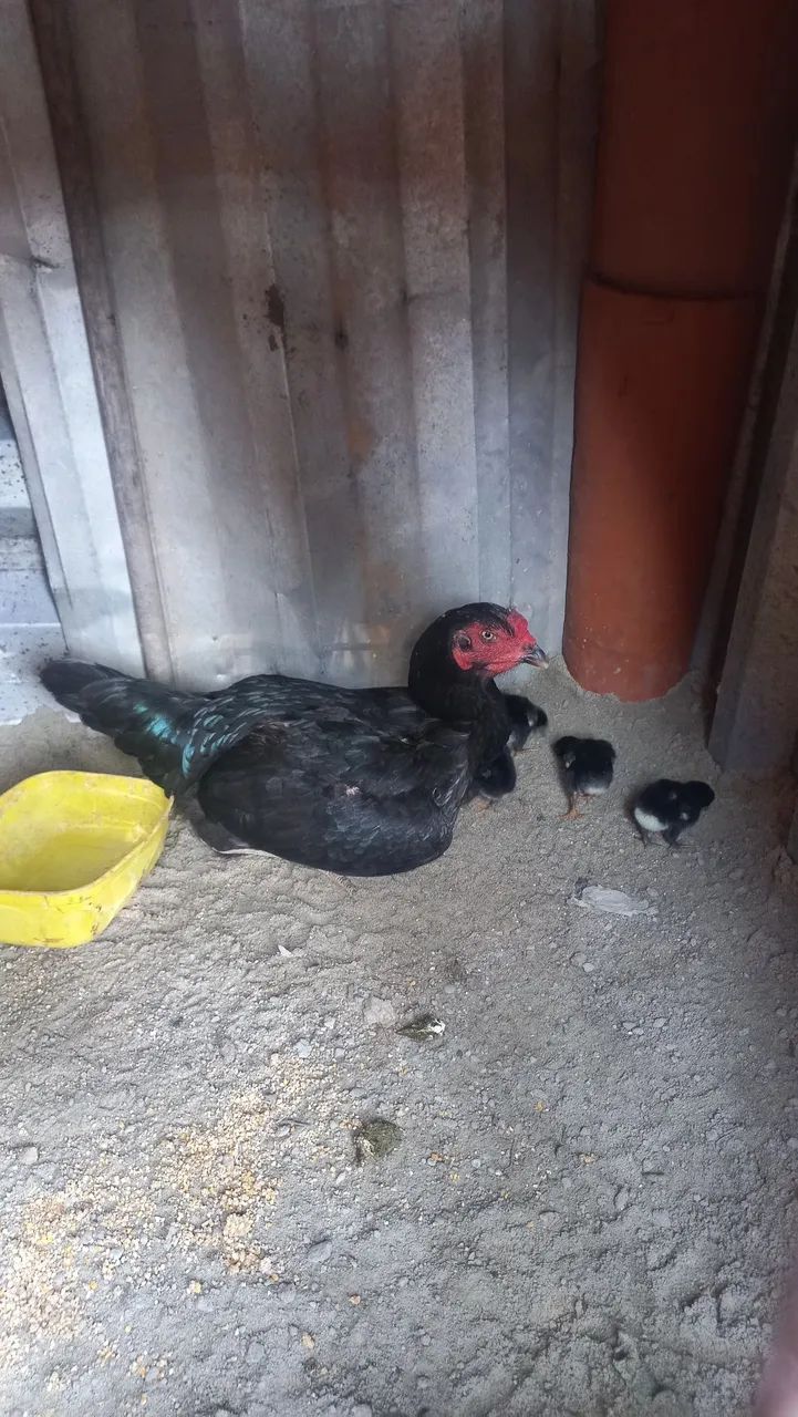 Raça testada a mãe eo pai - Foto 3