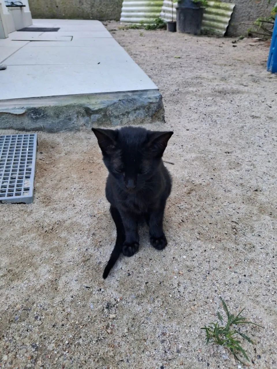 Gatinho pra doação  - Foto 3