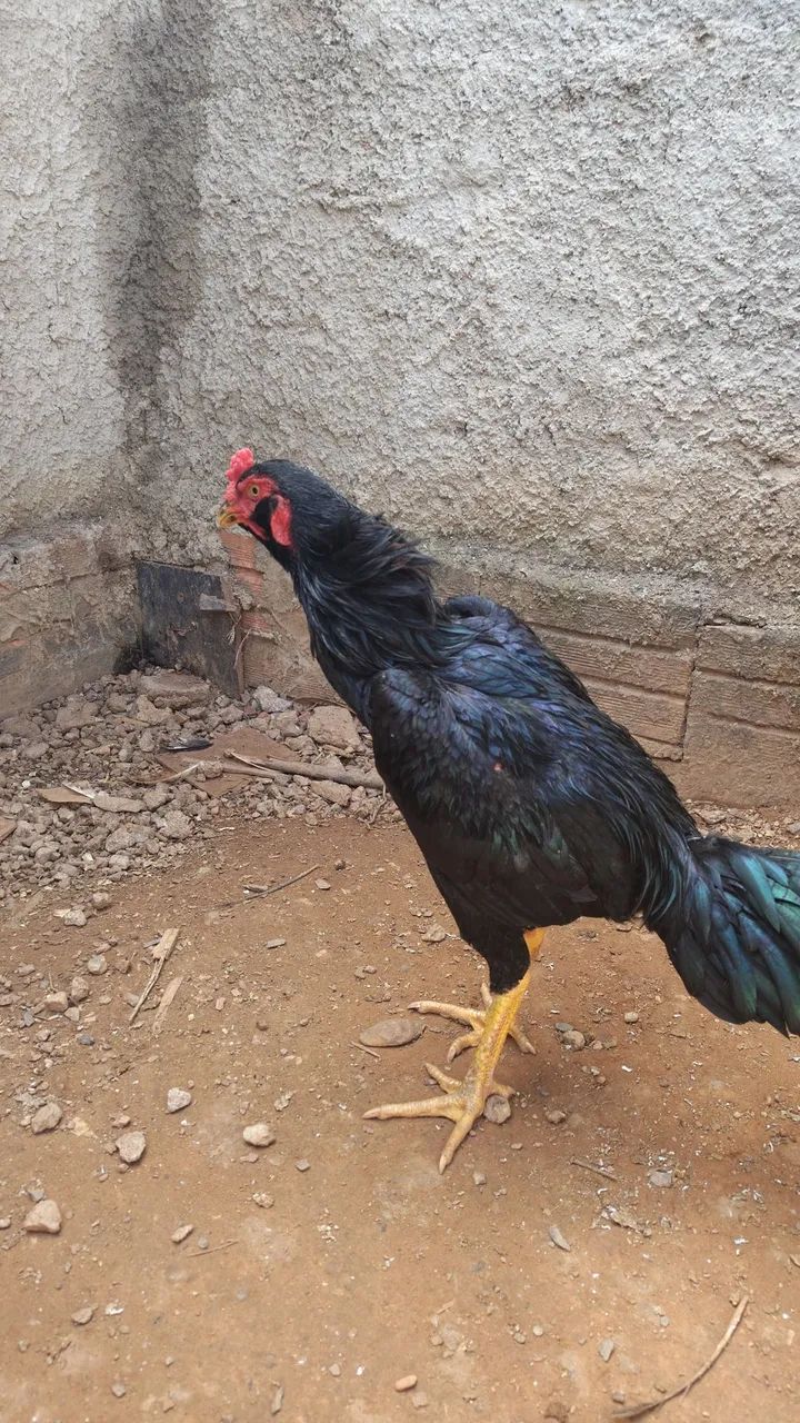 Aves saudáveis  - Foto 5