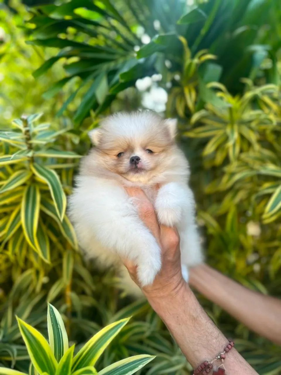 Spitz a partir de 2.500,00 - Foto 3