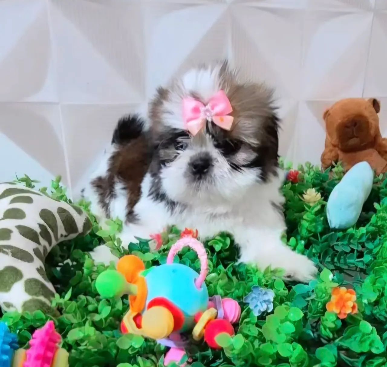 Shihtzu 