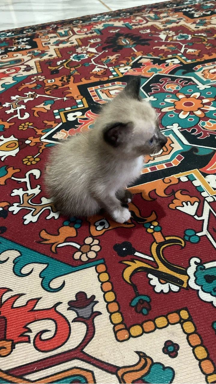 Doa se gatinhos - Foto 2