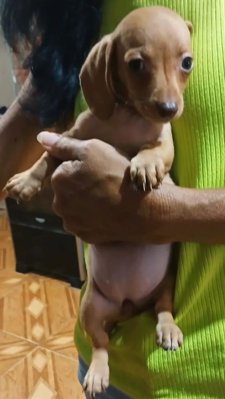 Vendo filhote dachshund - Foto 4