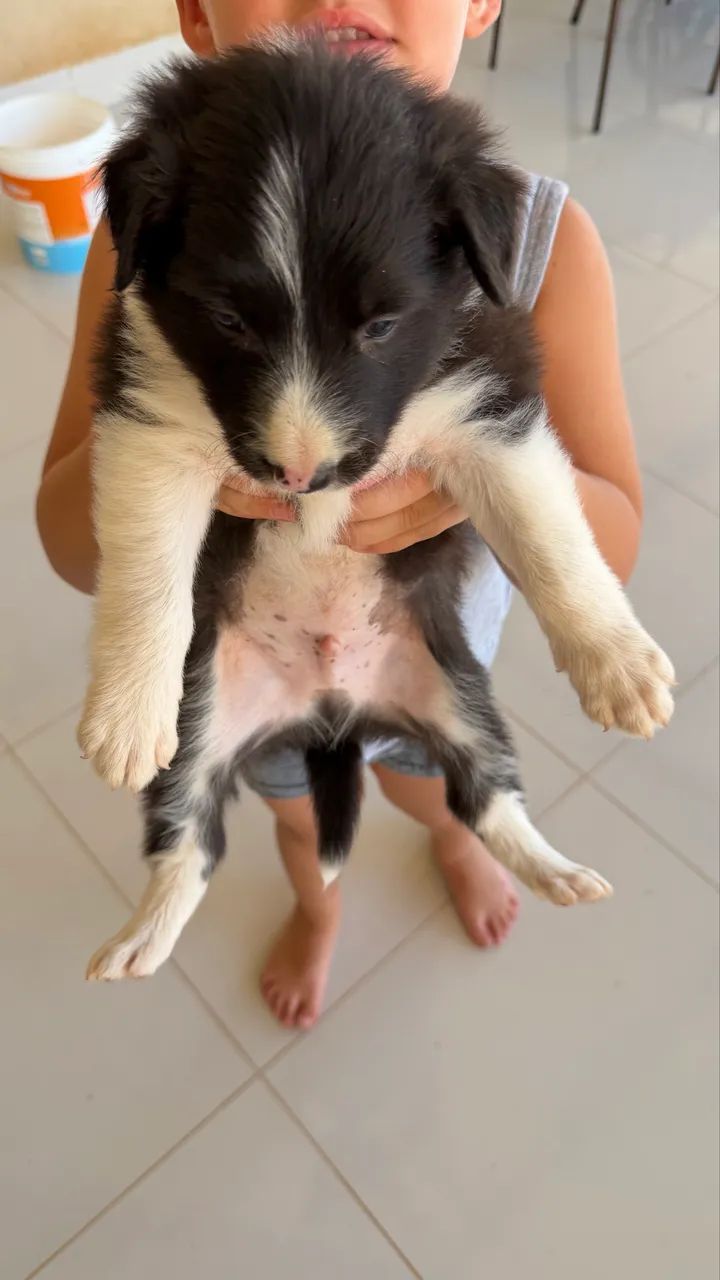 Filhotes de BORDER COLLIE 100%puro MACHO