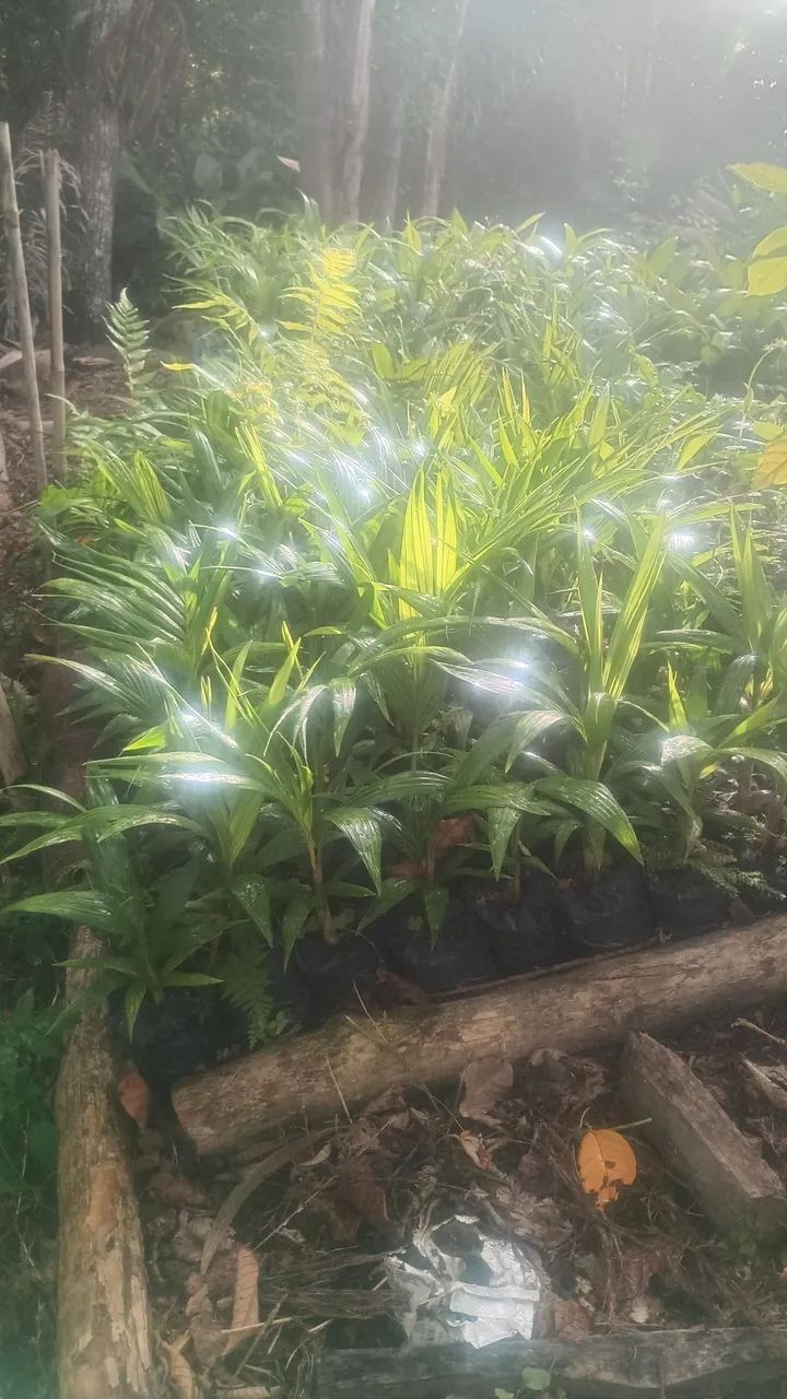 Mudas de palmeira real