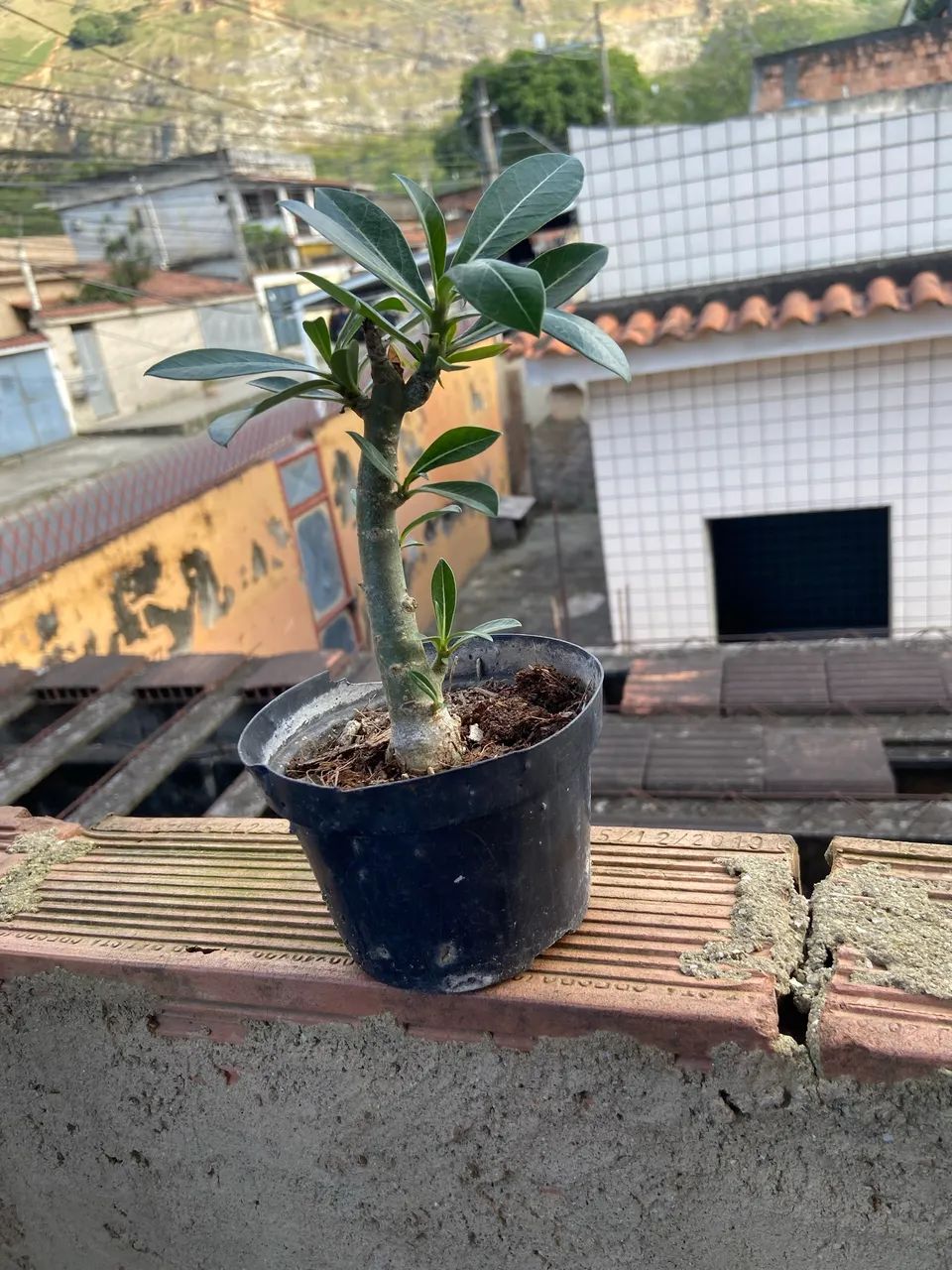 Rosa do deserto 