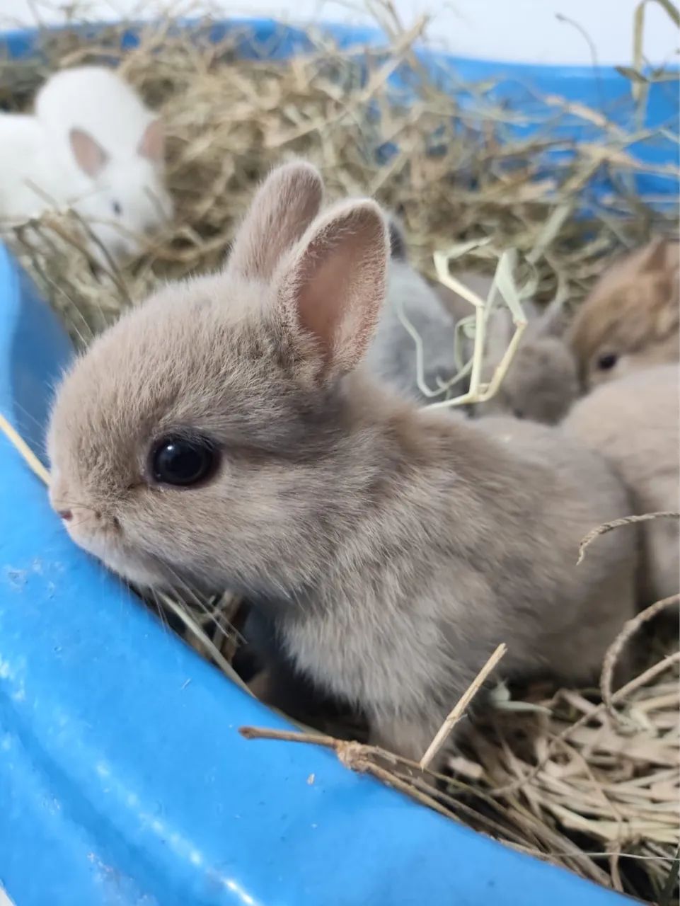 COELHO PET