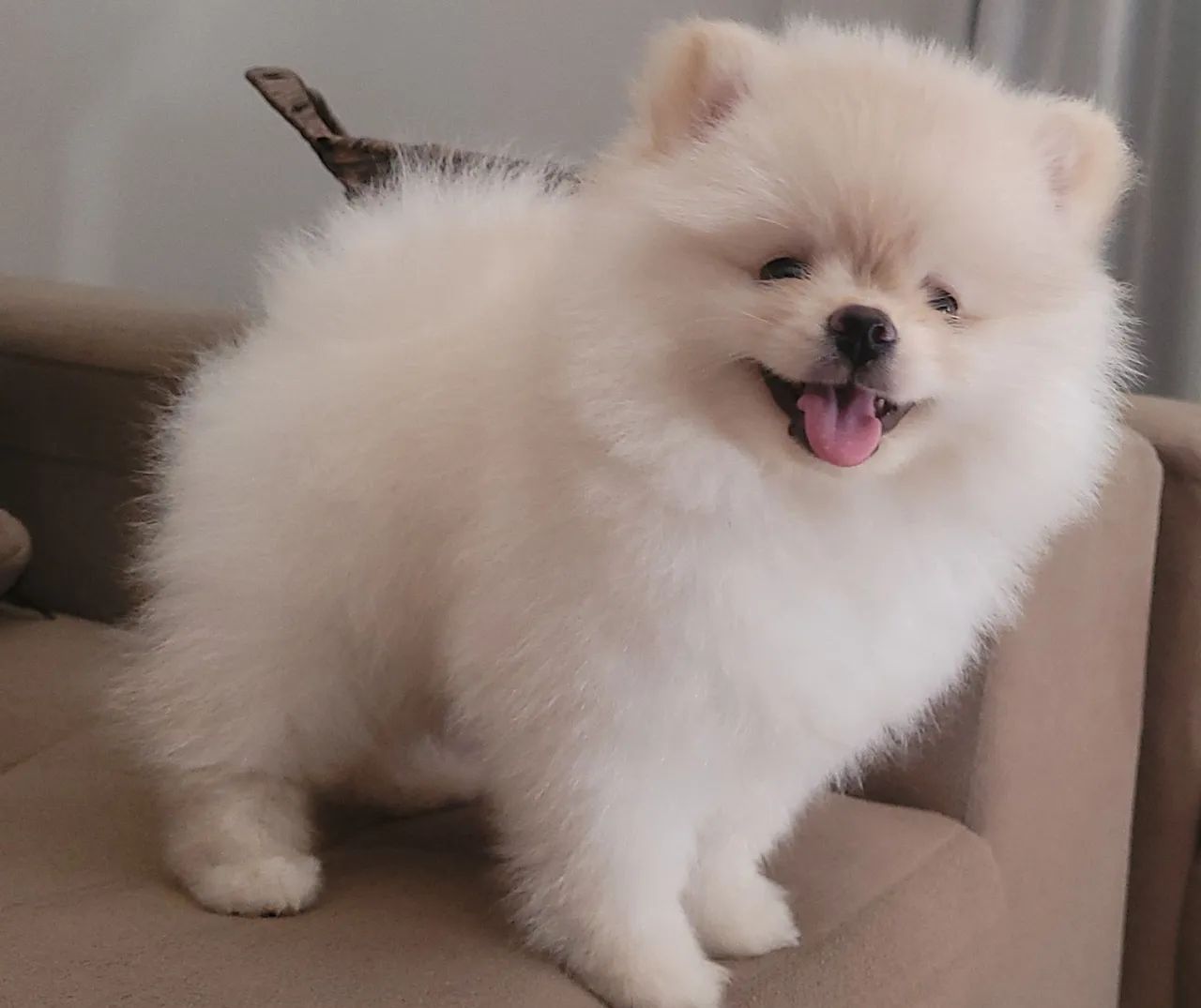 Filhotes  Spitz Alemão  Lulu Fêmea 