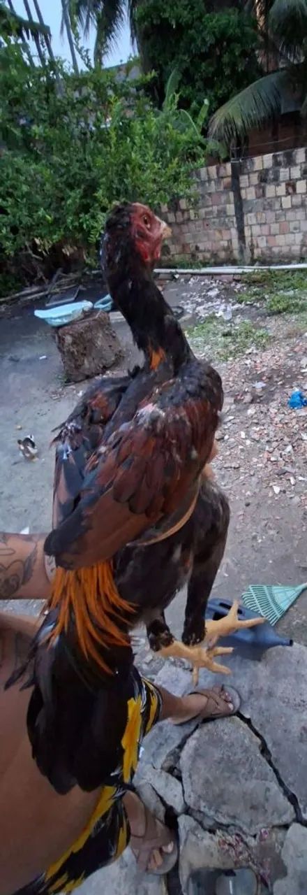 Frango carioca  - Foto 2