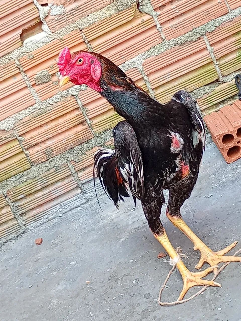 Galinhas e Galos de Raça. - Foto 2