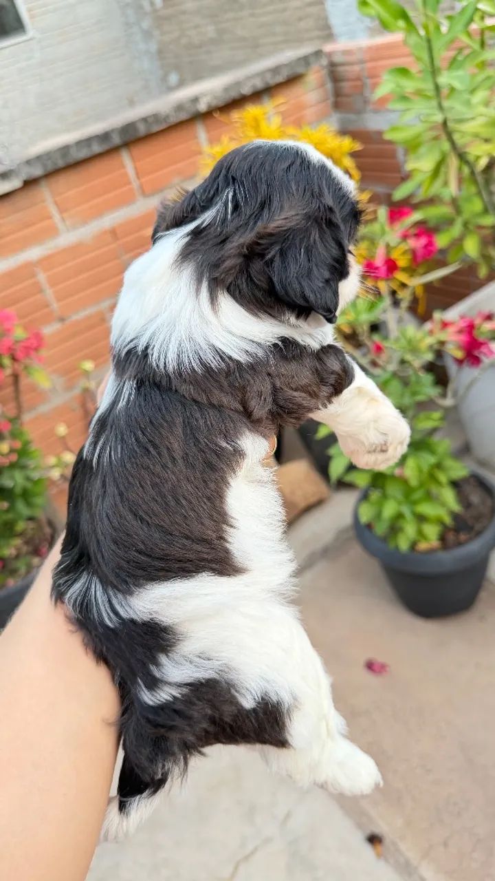 Cachorro  - Foto 4