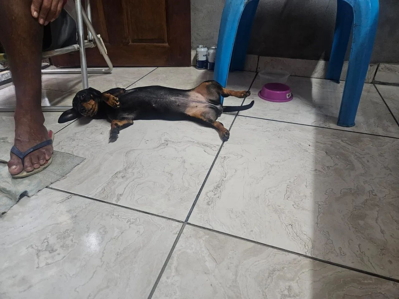 Salsicha  - Foto 2