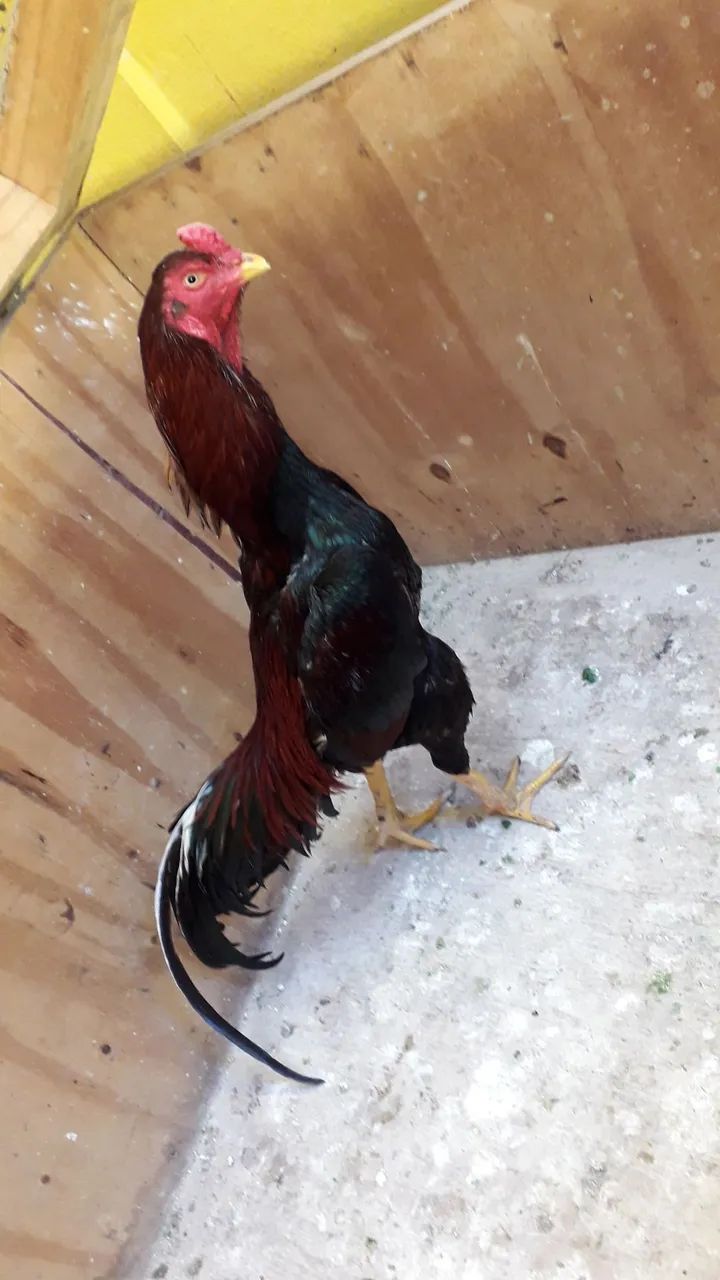 Galos  - Foto 2