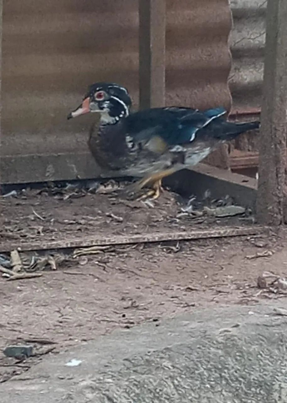 Vendo macho de marreco Carolina.