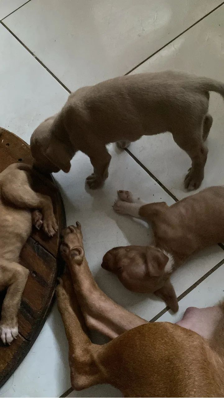 Vendo cachorro  - Foto 2