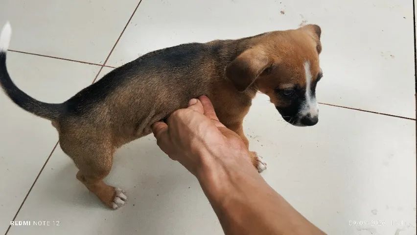 Cachorro  - Foto 2