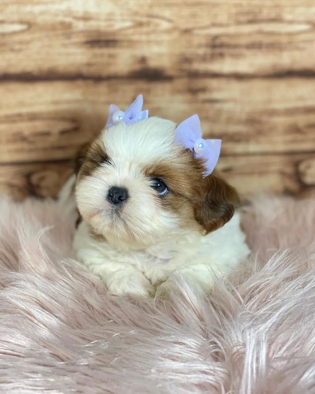 Shihtzu macho e fêmea  - Foto 2