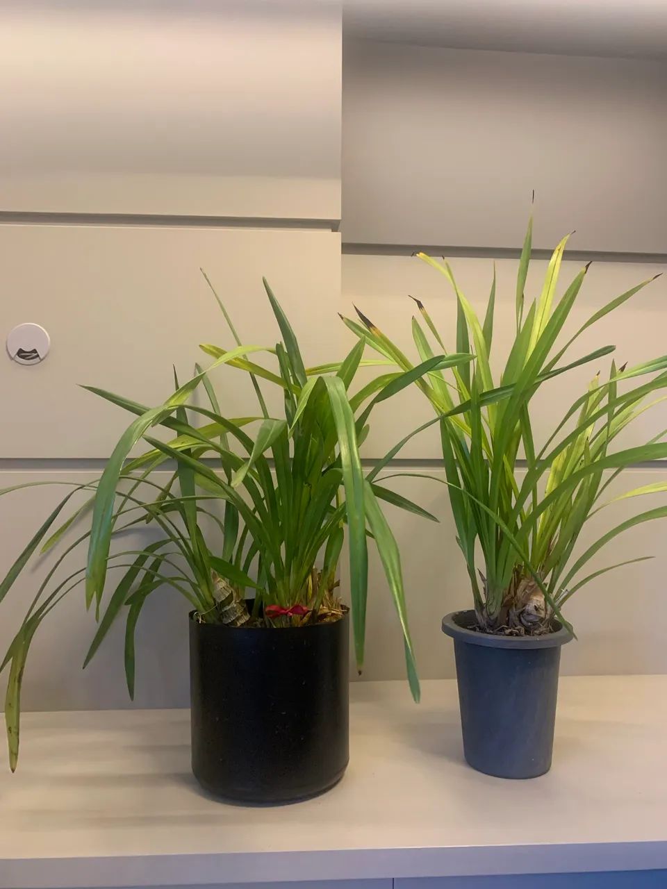 Orquídea cymbidium  - Foto 4