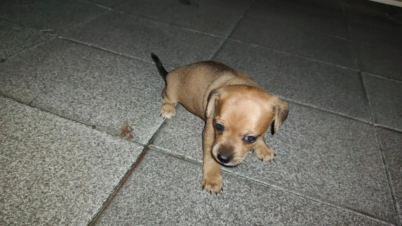 Pinscher  - Foto 2