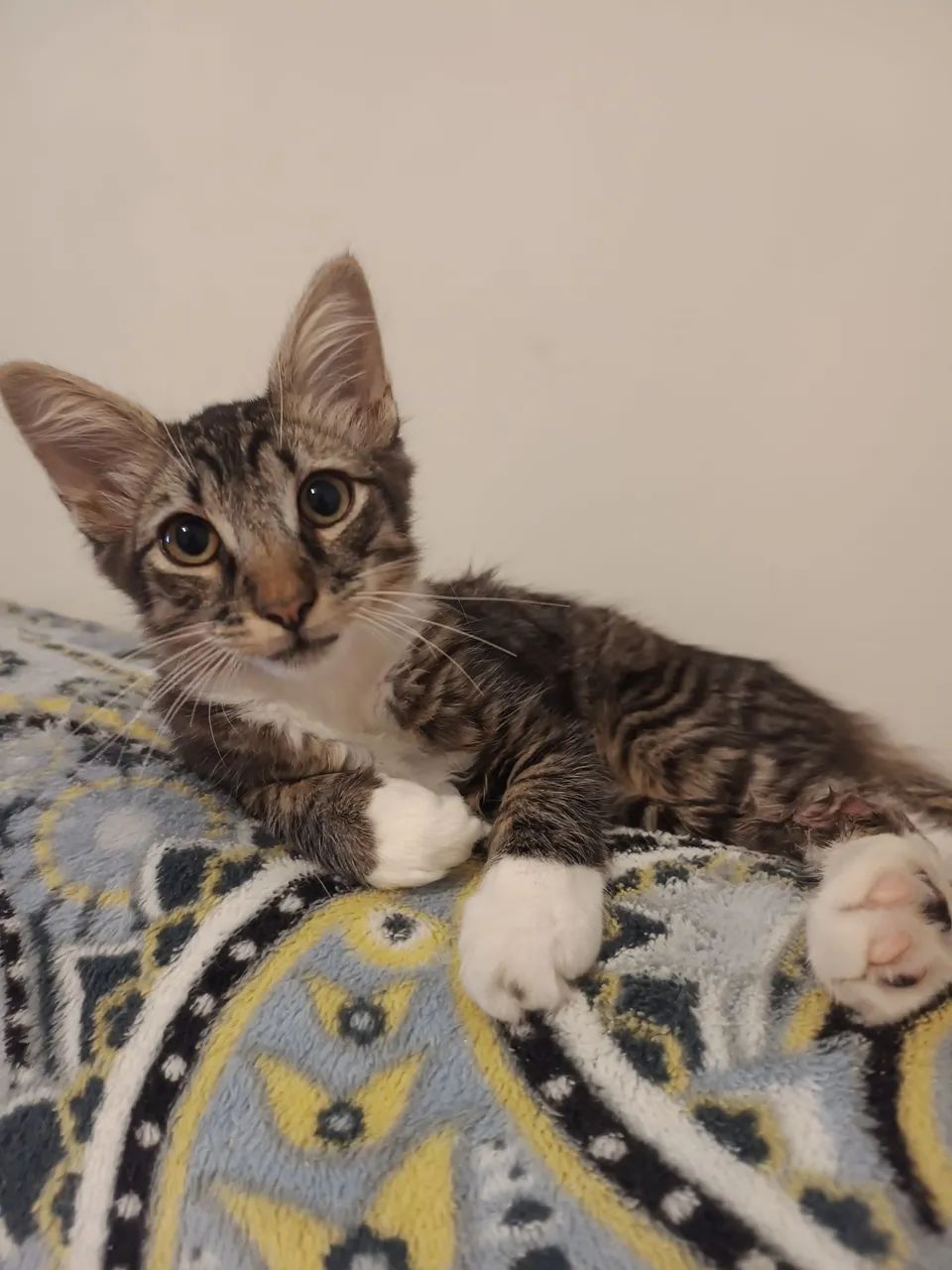 Gatinho Macho de  4 meses para adoção 