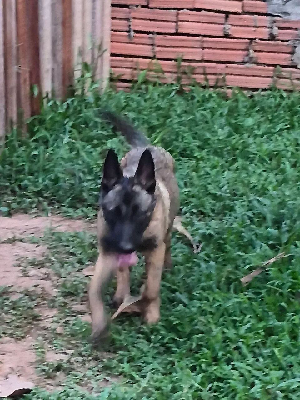 Vendo exemplar de belga malinois uma fêmea 3 meses  - Foto 5