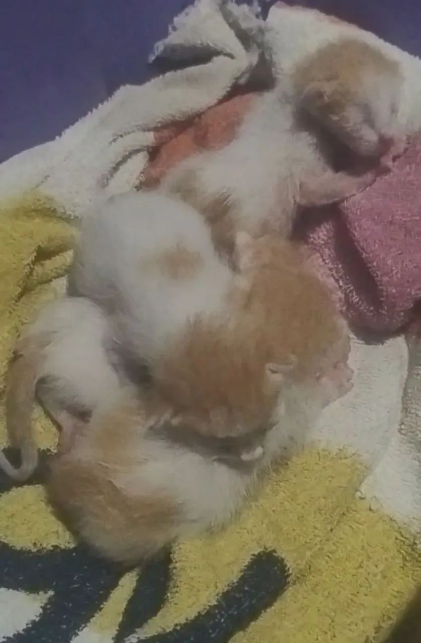 Preciso urgente de mãe de leite - Foto 2