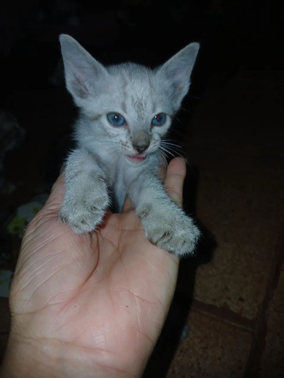 Doação Gatinhos