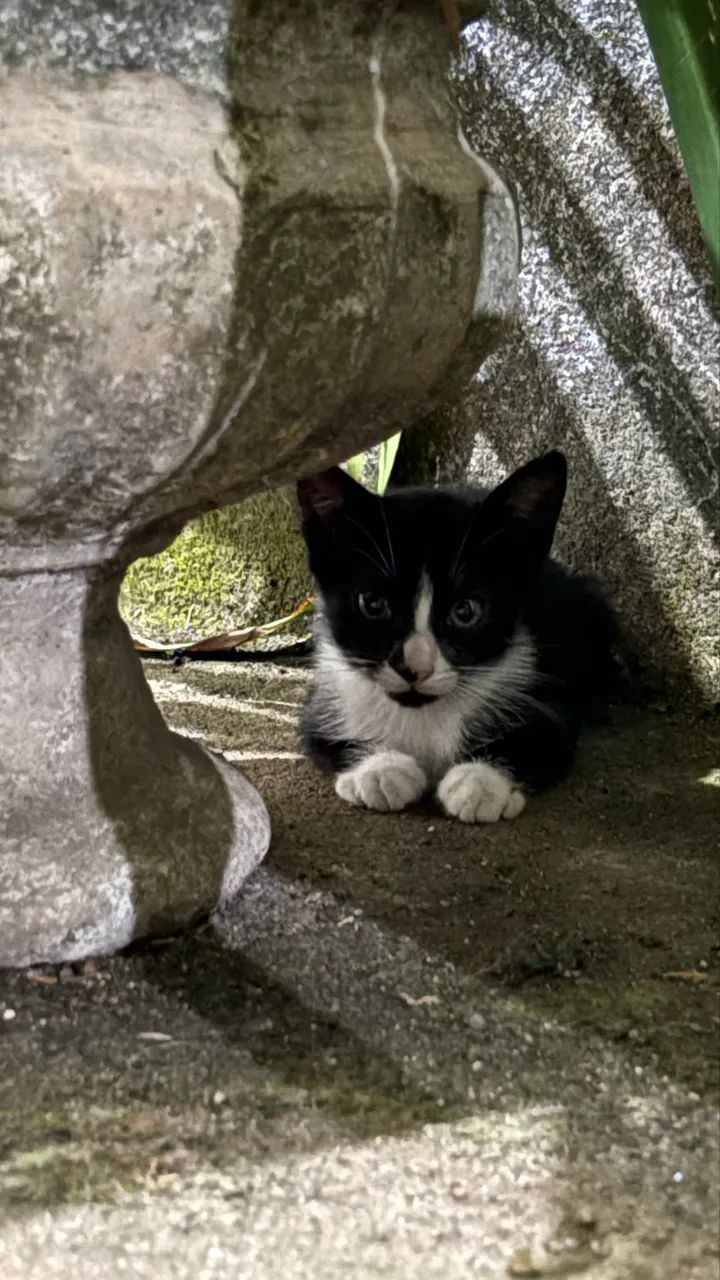 DOO GATOS - Foto 2