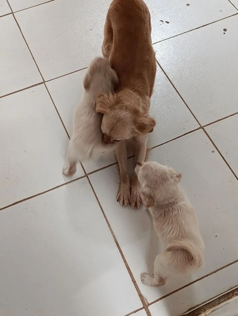 Doação cachorrinhos  - Foto 3