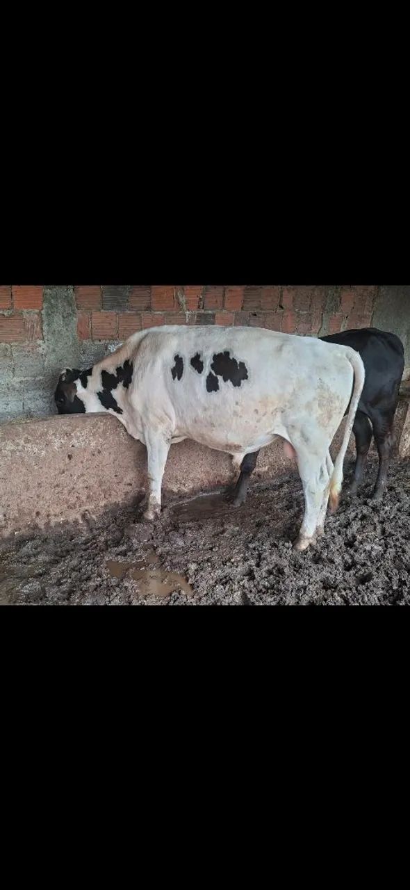 Vendo garrote!!! - Foto 2