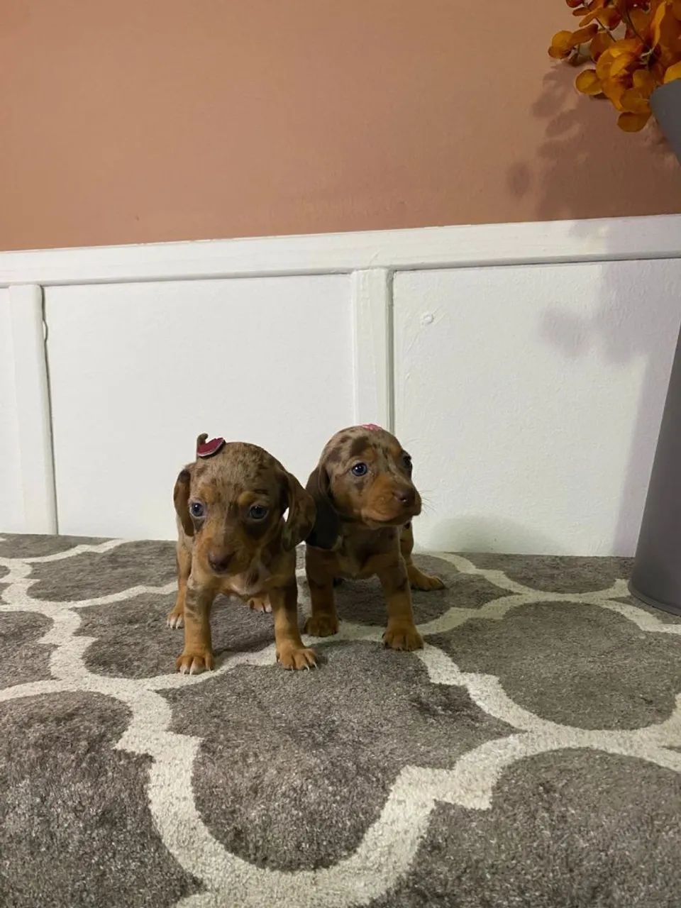 Dachshunds 