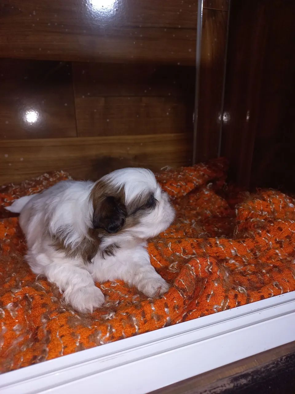 Shitzu  - Foto 2