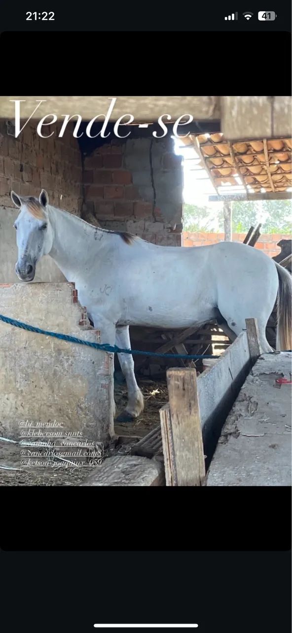 Vendo cavalo novo, bom de sela e manso.