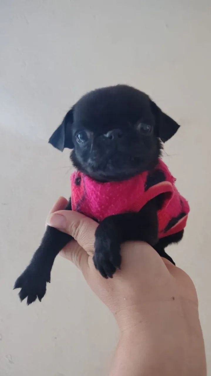 Mini Pug Black  - Foto 2