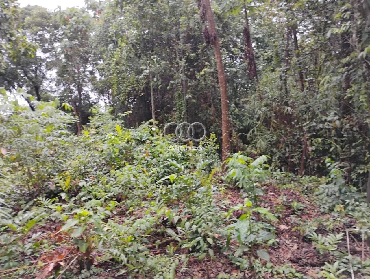 Lote à venda - Em Macacos! - Foto 3